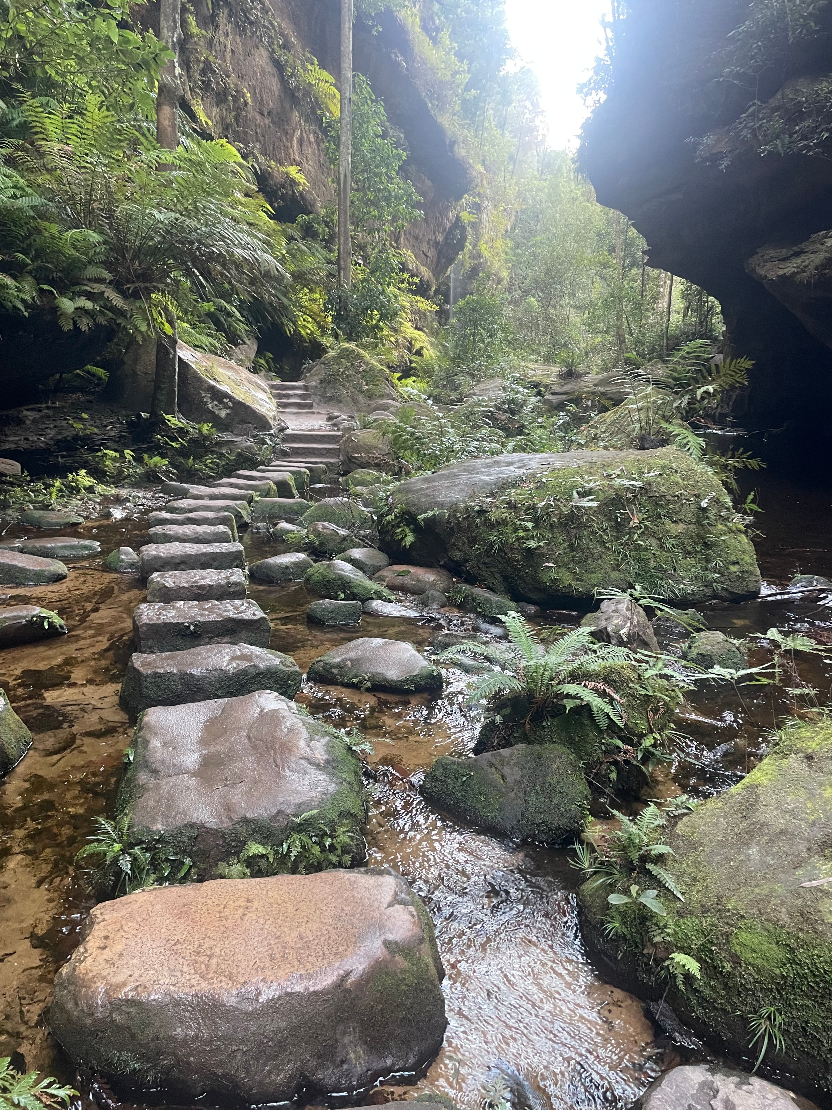 Moss-covered sandstone cliffs with ferns and waterfall in the Blue Mountains