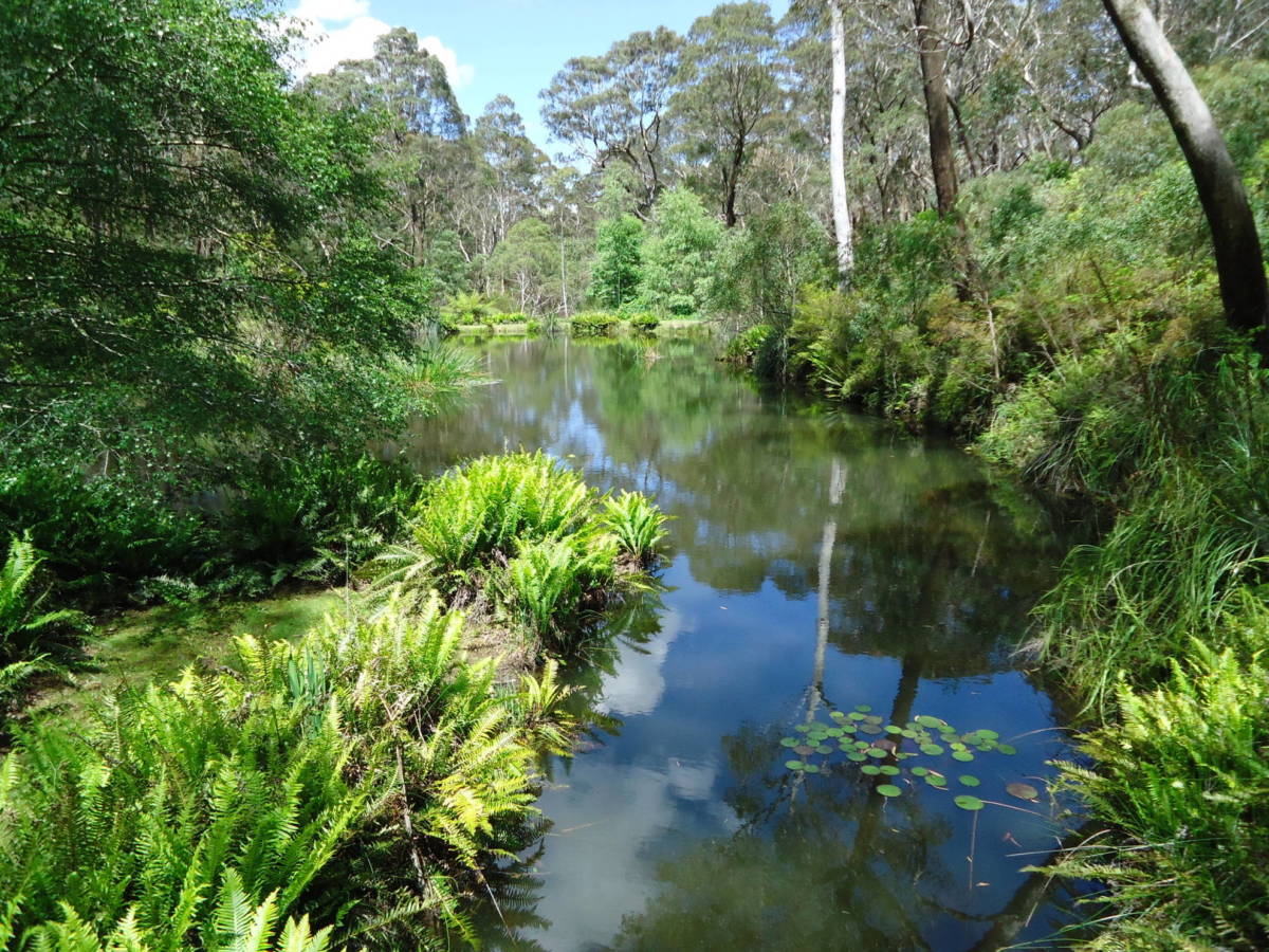 The Campbell Rhododendron Gardens In Blackheath NSW